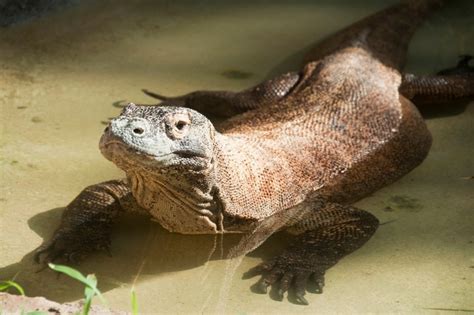 Can Komodo Dragons Swim? And Why Do They Dream of Electric Sheep?