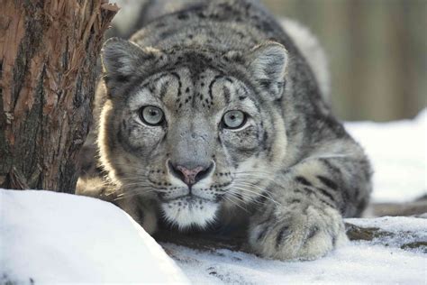 Can Snow Leopards Swim? Exploring the Mysteries of Nature's Elusive Cats