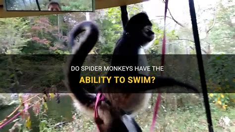 Can Spider Monkeys Swim? Exploring the Unlikely Connection Between Arboreal Acrobats and Aquatic Adventures