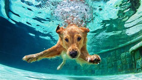 Do All Dogs Know How to Swim? And Why Do Some Prefer Puddles Over Pools?