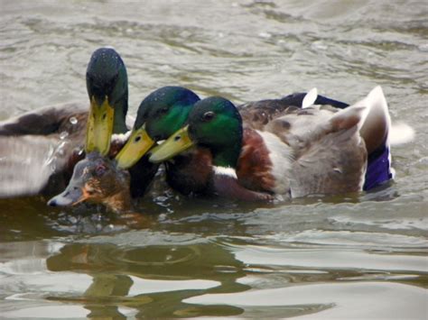 Do People Golf in the Rain? And Why Do Ducks Always Seem to Enjoy It?