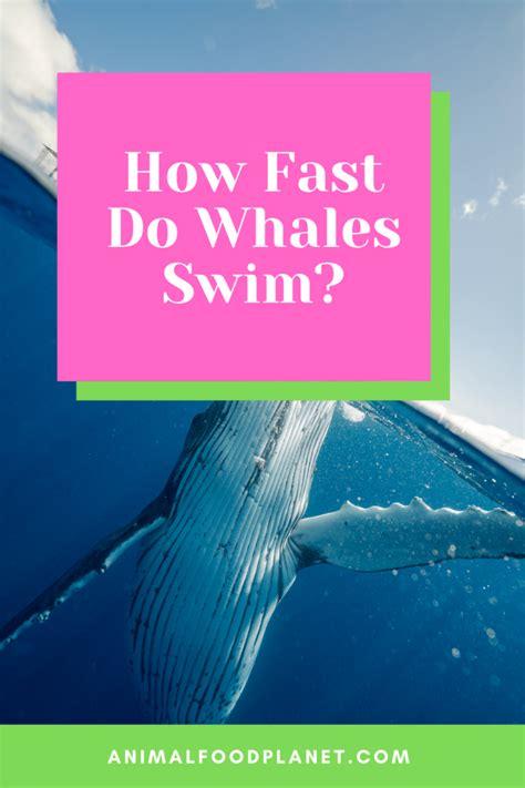 How Fast Can a Whale Swim: And Why Do They Sometimes Wear Sunglasses?