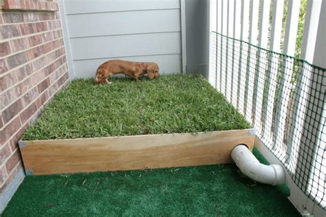 How to Build an Outdoor Dog Potty Area on Concrete: Why Not Add a Mini Waterfall for Ambiance?