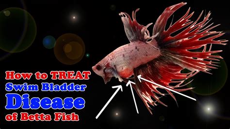 How to Fix Swim Bladder in Betta: A Dive into the Depths of Fish Health