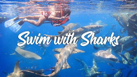 Where Can You Swim with Sharks: Exploring the Depths of Adventure and Misconception